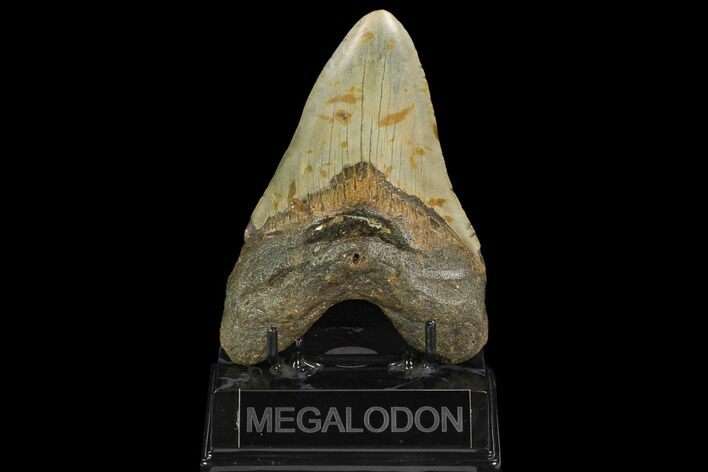 Fossil Megalodon Tooth - North Carolina #124955